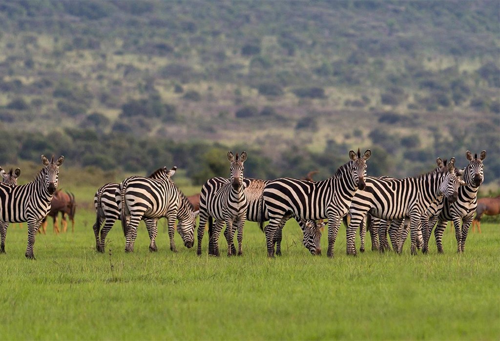Akagera National Park Wildlife Safari Rwanda