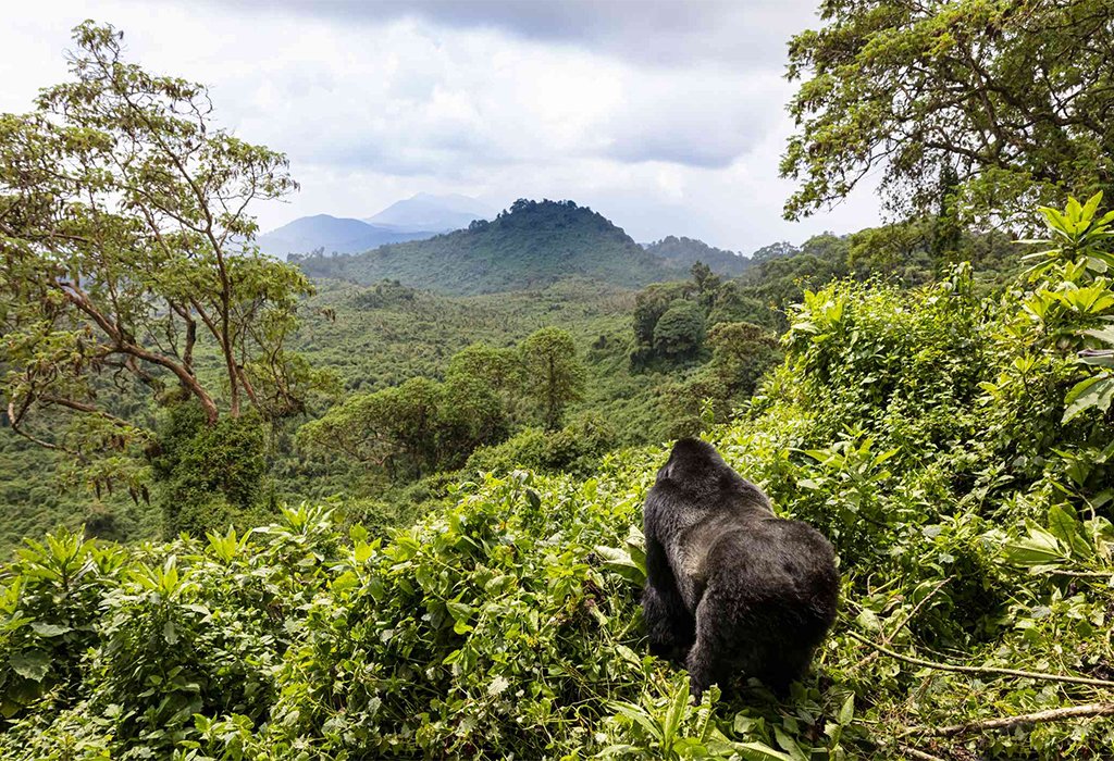 Volcanoes National Park Rwanda Gorillas