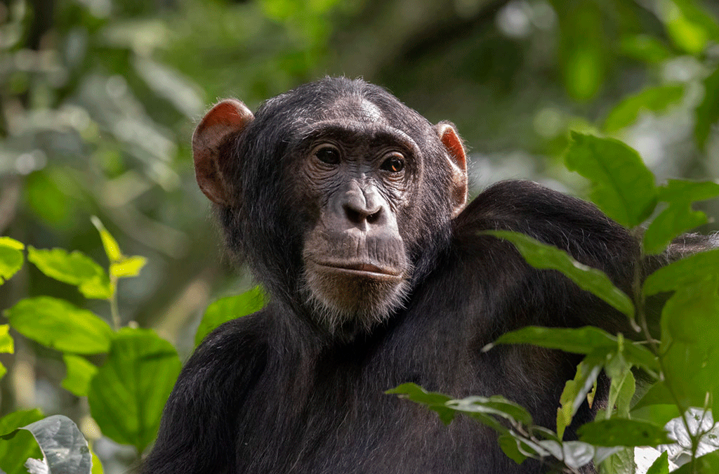 Where to see chimps in Uganda and Rwanda