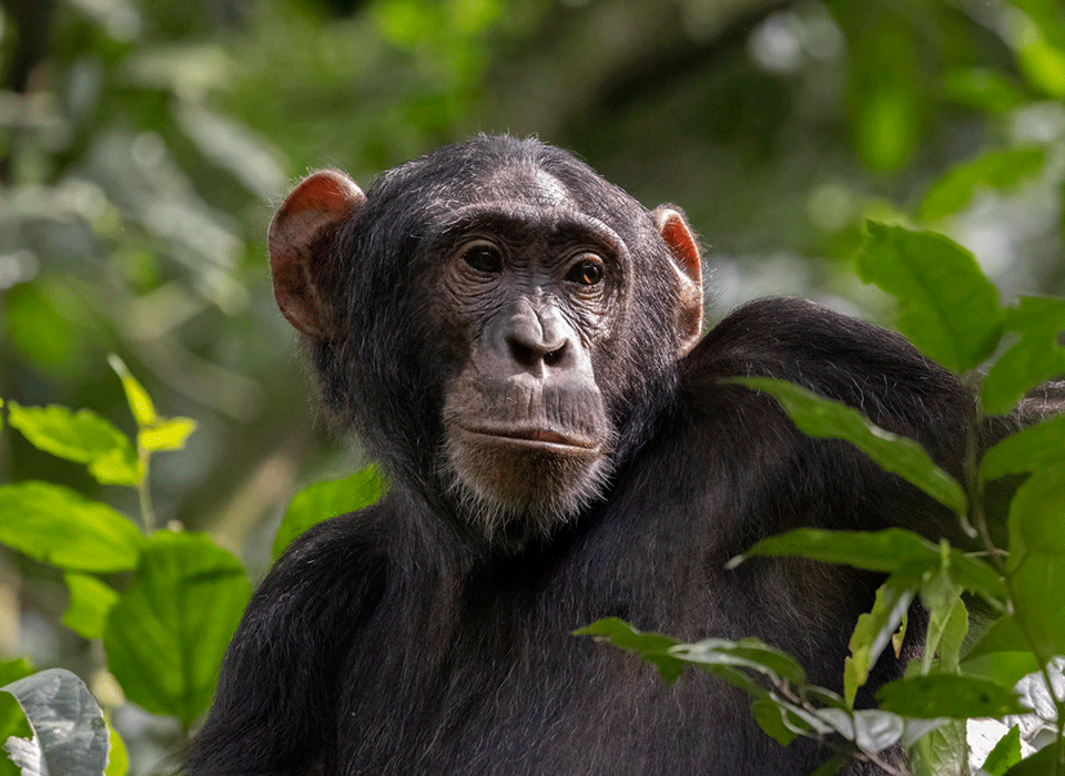 Where to see chimps in Uganda and Rwanda
