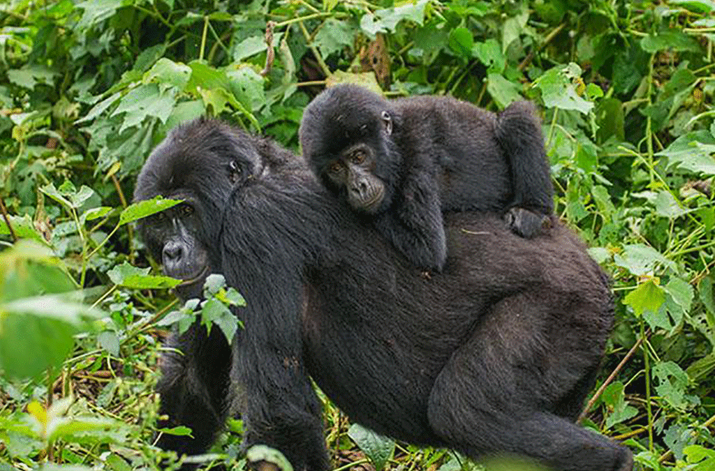 Where to see gorillas in Uganda