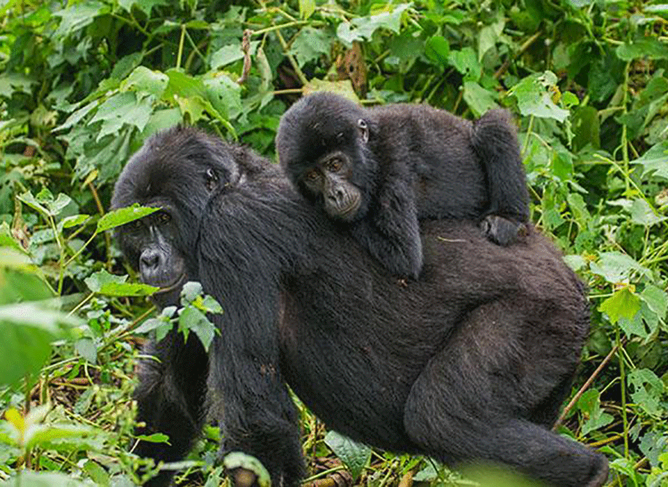 Where to see gorillas in Uganda