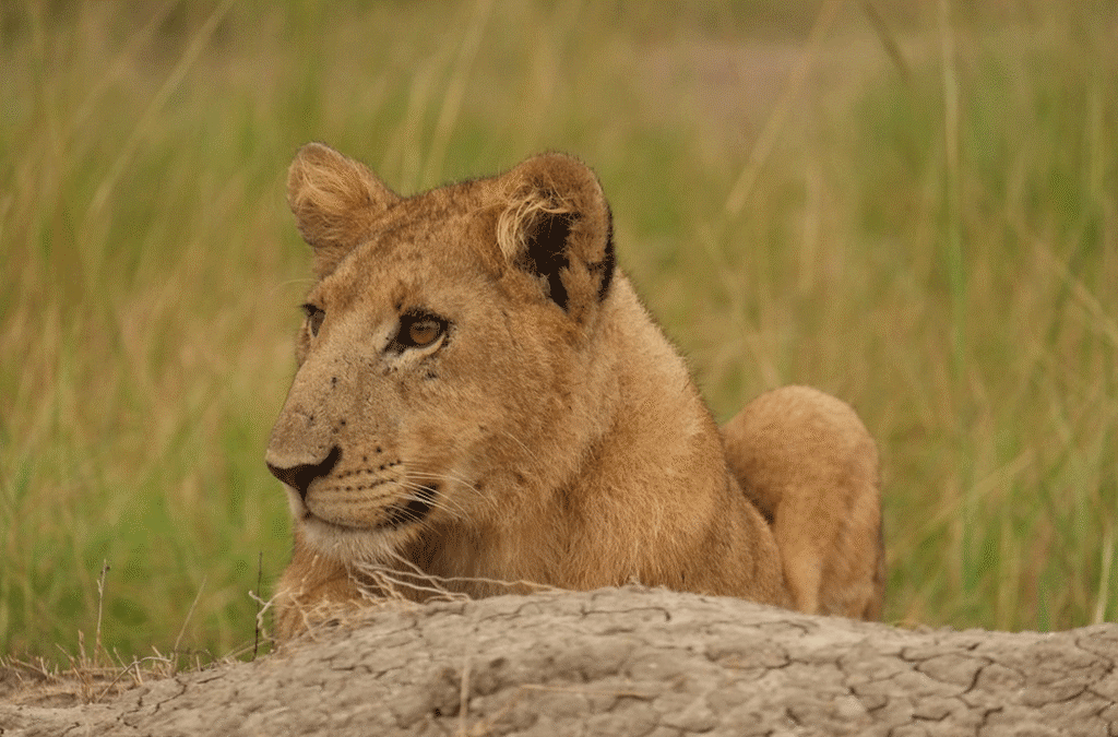 Where to see lions in Uganda