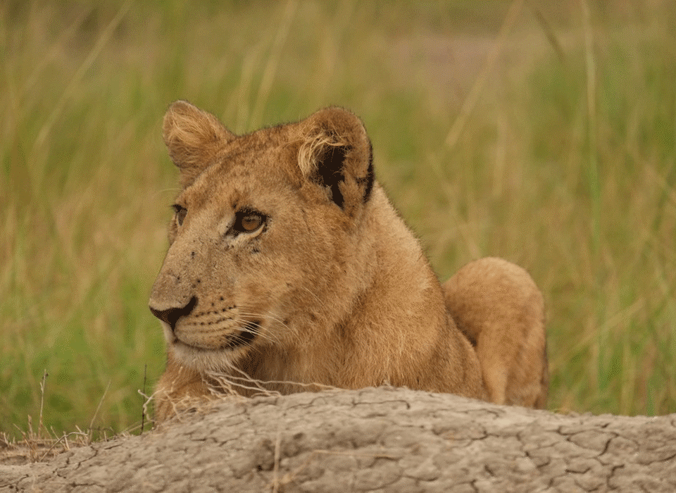 Where to see lions in Uganda